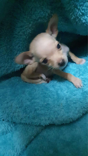 Chihuahua Cabeza De Venado