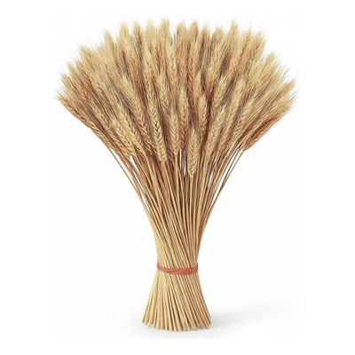 Ramo De Trigo Naturaleza Muerta Decoracion 150 Espigas | MercadoLibre
