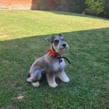 Bellos Schnauzer 