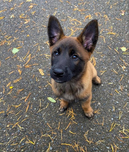 Pastor Belga Malinois Súper Inteligente 