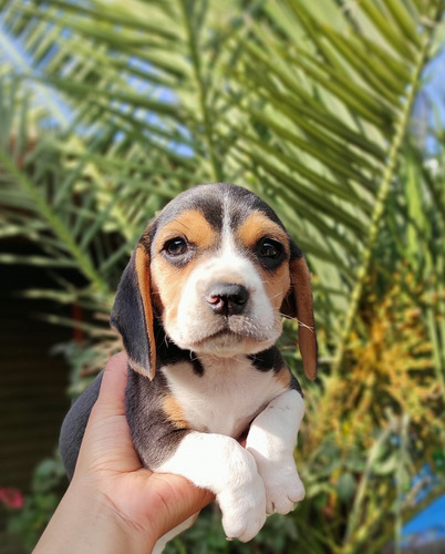 Hermosos Beagle Tricolor Enano