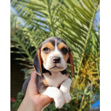 Hermosos Beagle Tricolor Enano 2 Meses