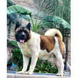 Akita Americano Cachorros (fca)