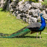 Pavão Azul Real Ornamental Casais Jovens