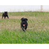 Cane Corso Premier, Con Regitro Internacional De Pedigree 