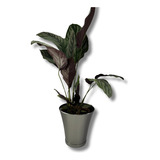 Vaso Planta Decorativo Jardim Varanda Antidengue 3,5l