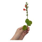 Salvia Roja Salvia Subrotunda Planta Nativa Atrae Colibríes