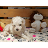 Hermosos Poodle Toy 