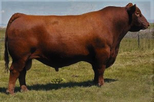 Semen Bovino - Red Angus