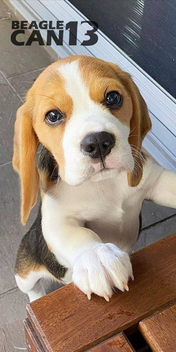 Cachorro Beagle 028
