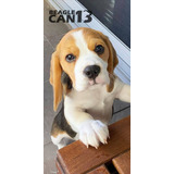 Cachorro Beagle 028