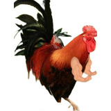 El Gallo Muestra Brazos Musculosos, El Gallo Arrastrado