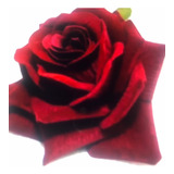 Rosal Gran Gala Rojo Negro Sin Espinas En Maceta 