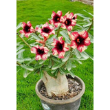  Adenium Rosa Del Desierto Bohemia