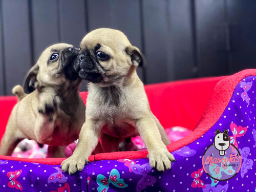 Espectaculares Cachorros Pug Mascotas Rionegro