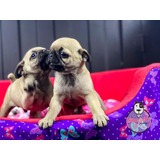 Espectaculares Cachorros Pug Mascotas Rionegro