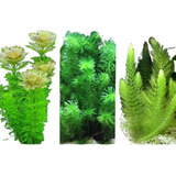 Kit Plantas Elodea + Limnophila + Rabo De Raposa - 30 Mudas