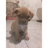 Cachorro American Bully 