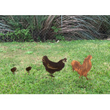 Pinches Jardín Chapa Óxido 1 Gallina + 1 Gallo + 2 Pollitos