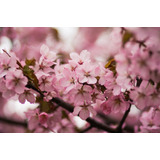 Árbol De Cerezo Japoes, Sakura Rosa + Regalo