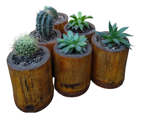 Cactus Y Suculentas Pack X3 Unidades