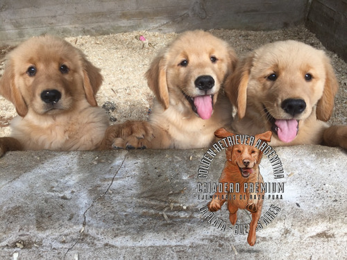 Cachorros Golden Retriever, Machos Y Hembras