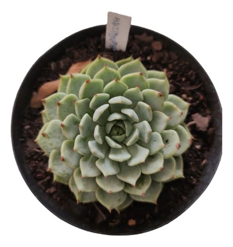 Planta Suculenta Echeveria Zaragozae