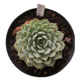 Planta Suculenta Echeveria Zaragozae