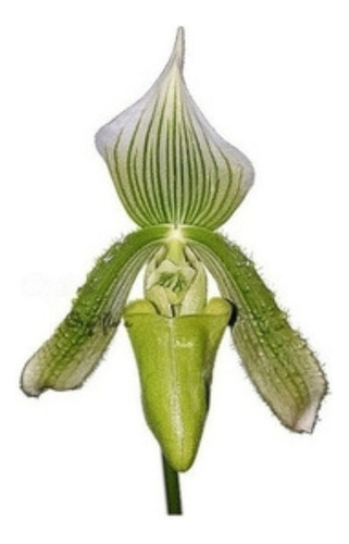 Orquídea Sapatinho Paphiopedilum Maudiae Green Planta Adult