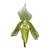 Orquídea Sapatinho Paphiopedilum Maudiae Green Planta Adult