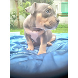 Cachorro American Bully Tricolor 