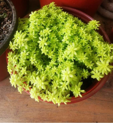 Paquete Sedum Japonicum 3 Piezas Suculenta Mercado Envíos