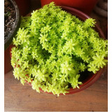 Paquete Sedum Japonicum 3 Piezas Suculenta Mercado Envíos