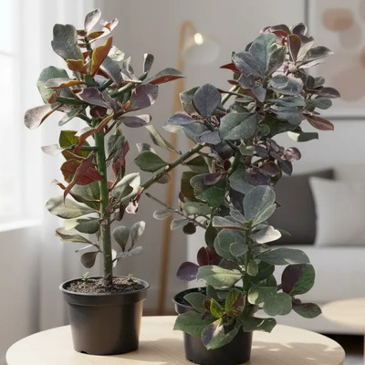 Planta De Lechero Africano Planta De La Vida | Meses sin interés