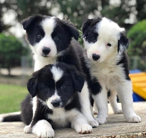 Border Collie Mejores Del Sitio 129