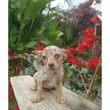 Cachorra Chihuahua Merle Medellín Animal Pets 