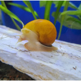 Pct. C/ 5 Peixes Ampularia Amarela  -aquário- Água Doce