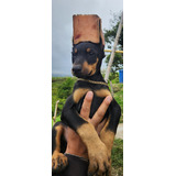 Cachorro Doberman Europeo Med Pura Raza Animal Pets Col