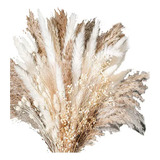 Decoración Seca Natural Capim Dos Pampas Plumas Con