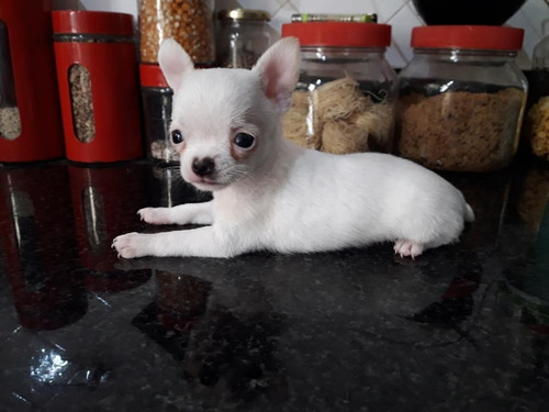  Chihuahua Mini Macho De Pelo Largo  Excelente  Calidad 