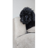 Caniche Negro Mini Toy Azabache 