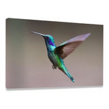 Quadro De Parede Decoração Ave Colibri Sala Quarto Corredor Cor Imagem Cor Da Armação Borda Infinita