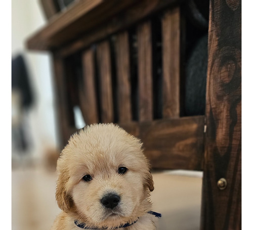  Golden Retriever Cachorros Hembra Y Machos Reserva