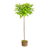 Arbol Alcanfor 1,5 Metros - Muy Bueno - E.caba Y Gba