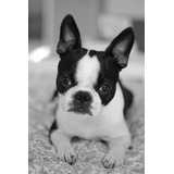 Cachorro Boston Terrier Puppy Boston Perrito Boston 