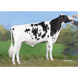 Semen Bovino Holstein - Navarro