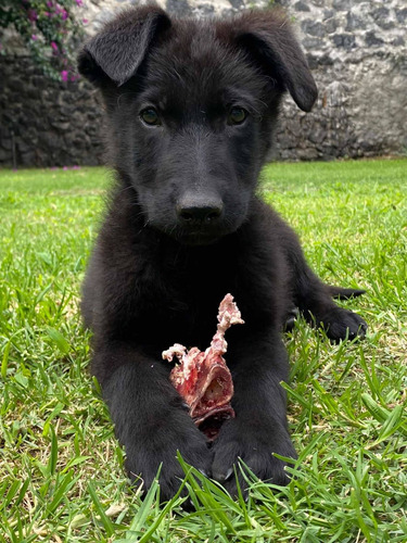 Hermoso Cachorro Pastor Alemán