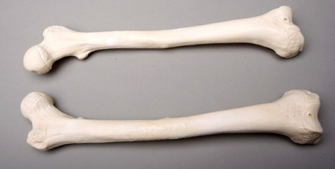 Esqueletos Y Más Sm384dl Left Femur Bone