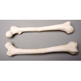 Esqueletos Y Más Sm384dl Left Femur Bone