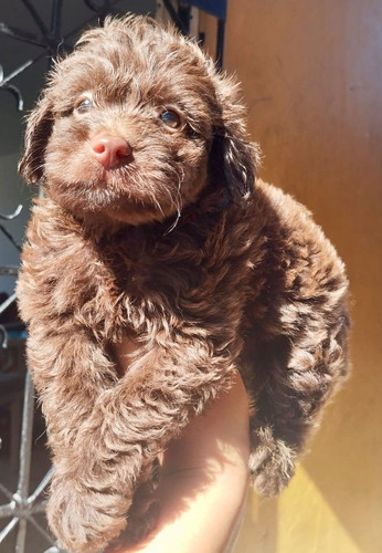 Cachorra French Poodle Chocolate Colombia Animal Pets 